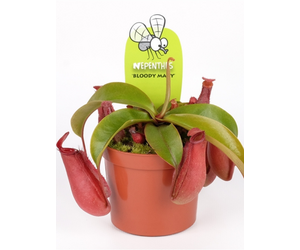 bekerplant-bloody-mary-o-85-cm