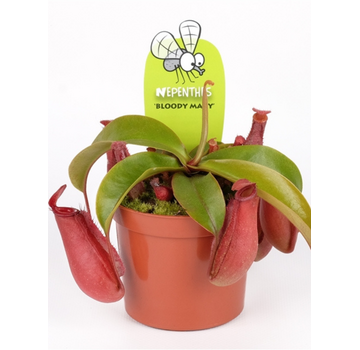 Bekerplant "Bloody Mary" | ø 8,5 cm x ↕ 5 cm