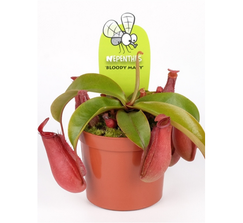 Bekerplant "Bloody Mary" | ø 8,5 cm x ↕ 5 cm