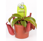 Bekerplant "Bloody Mary" | ø 8,5 cm x ↕ 5 cm