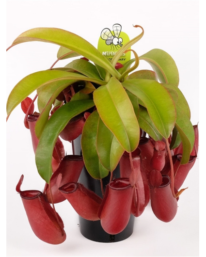 Bekerplant "Bloody Mary" - groot | ø 12 cm x ↕ 15 cm