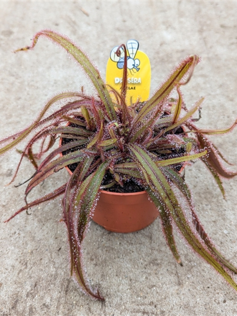 Zonnedauw "Adelae" - groot | ø 12 cm x ↕ 15 cm