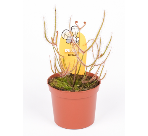 Zonnedauw "Binata" | ø 8,5 cm x ↕ 15 cm