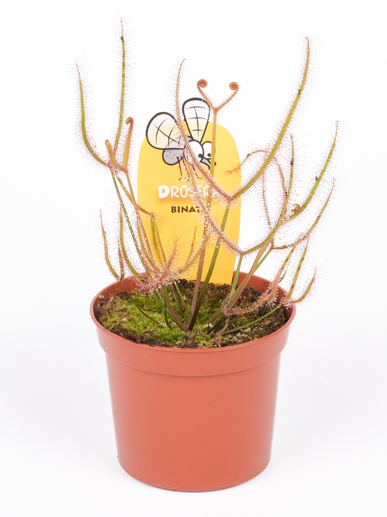 Zonnedauw "Binata" | ø 8,5 cm x ↕ 15 cm