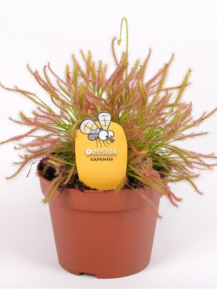 Zonnedauw "Capensis"' - groot | ø 12 cm x ↕ 12 cm