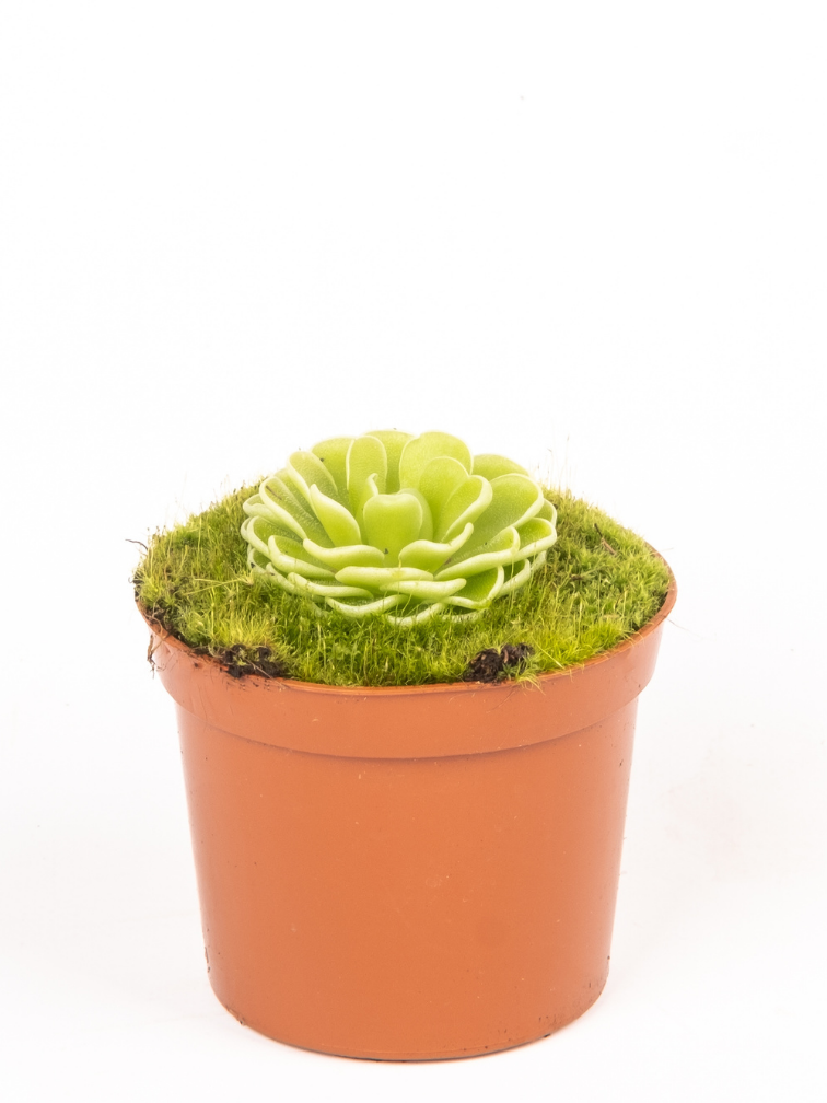 Vetblad "Esseriana" | ø 8,5 cm x ↕ 10 cm