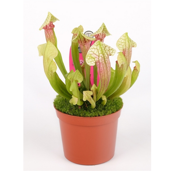 Trompetbekerplant "Eva" | ø 8,5 cm x ↕ 15 cm