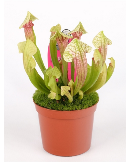 Trompetbekerplant "Eva" | ø 8,5 cm x ↕ 15 cm