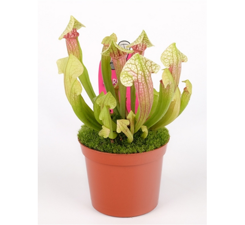 Trompetbekerplant "Eva" | ø 8,5 cm x ↕ 15 cm