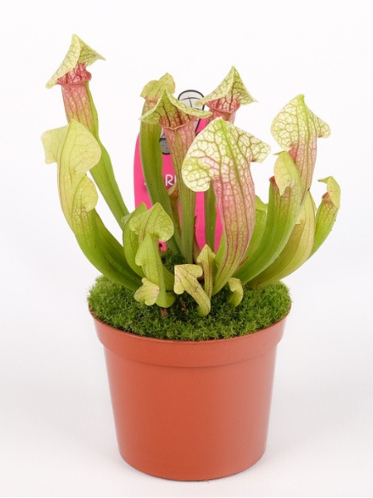 Trompetbekerplant "Eva" | ø 8,5 cm x ↕ 15 cm
