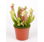 Trompetbekerplant "Eva" | ø 8,5 cm x ↕ 15 cm