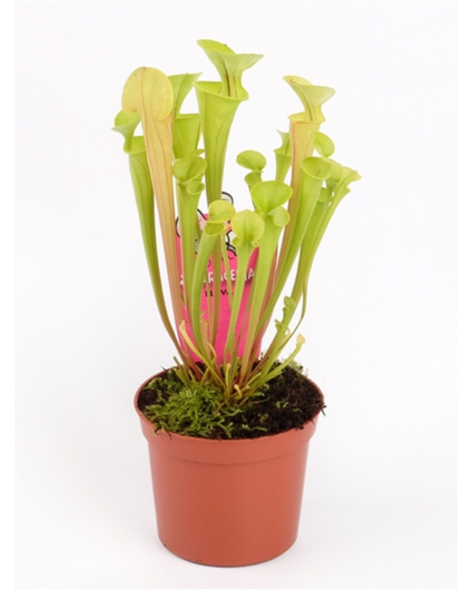 Trompetbekerplant "Flava" | ø 8,5 cm x ↕ 15 cm