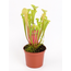 Trompetbekerplant "Flava" | ø 8,5 cm x ↕ 15 cm