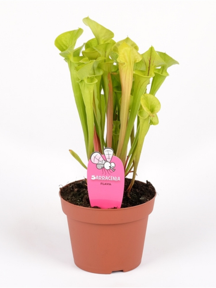 Trompetbekerplant "Flava Gigantea" - groot | ø 12 cm x ↕ 25-35 cm