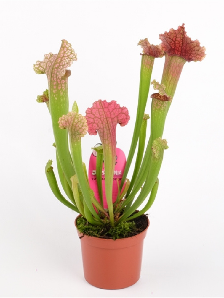 Trompetbekerplant "Juthatip Soper" | ø 8,5 cm x ↕ 15 cm