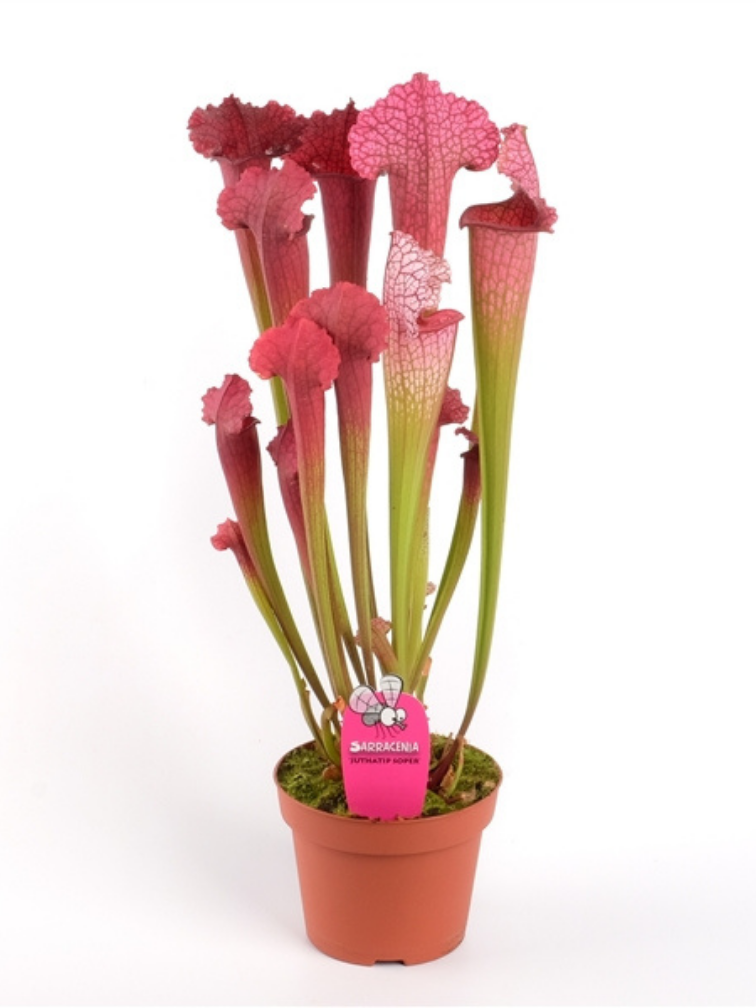 Trompetbekerplant "Juthatip Soper" - groot | ø 12 cm x ↕ 30-35 cm
