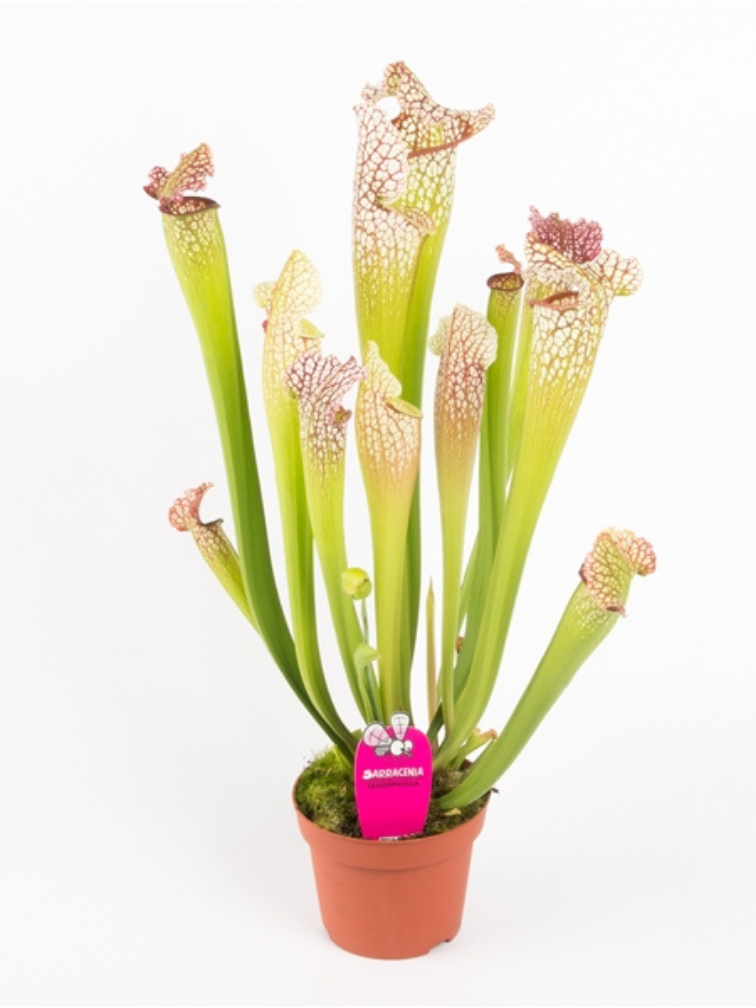 Trompetbekerplant "Leucophylla" - groot | ø 12 cm x ↕ 20-30 cm