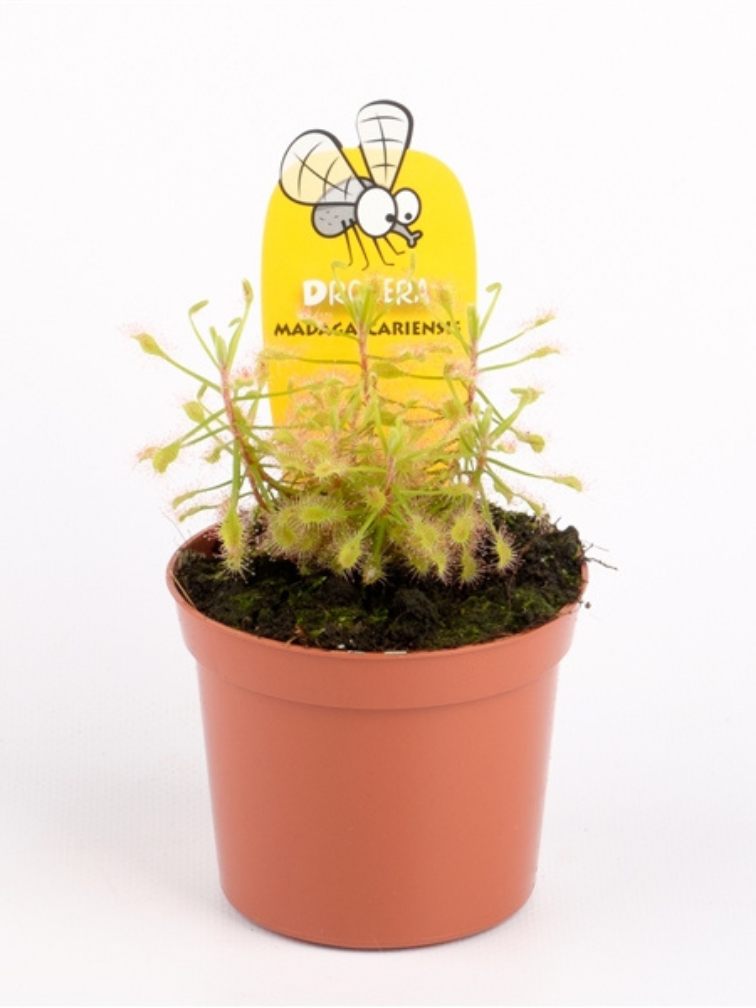 Zonnedauw "Madagascariensis" | ø 8,5 cm x ↕ 10 cm