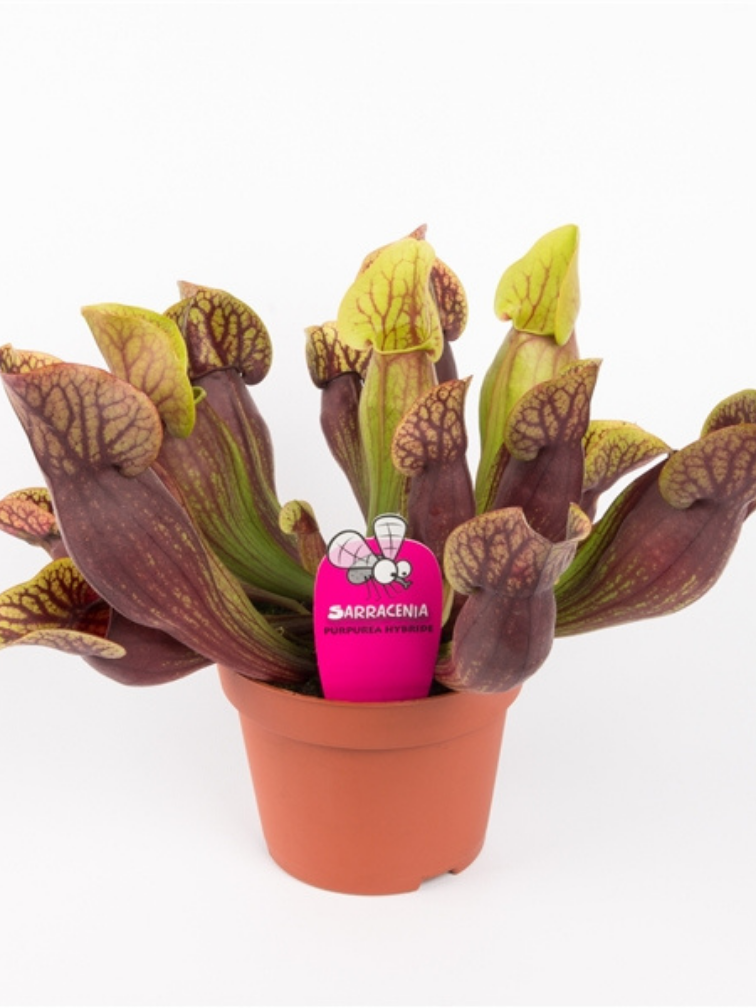 Trompetbekerplant "Purpurea Hybride" - groot | ø 12 cm x ↕ 20-25 cm