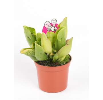 Trompetbekerplant 'Purpurea Venosa' | ø 8,5 cm x ↕ 10 cm