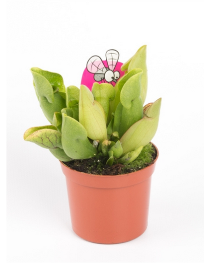 Trompetbekerplant 'Purpurea Venosa' | ø 8,5 cm x ↕ 10 cm