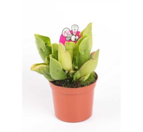 Trompetbekerplant 'Purpurea Venosa' | ø 8,5 cm x ↕ 10 cm