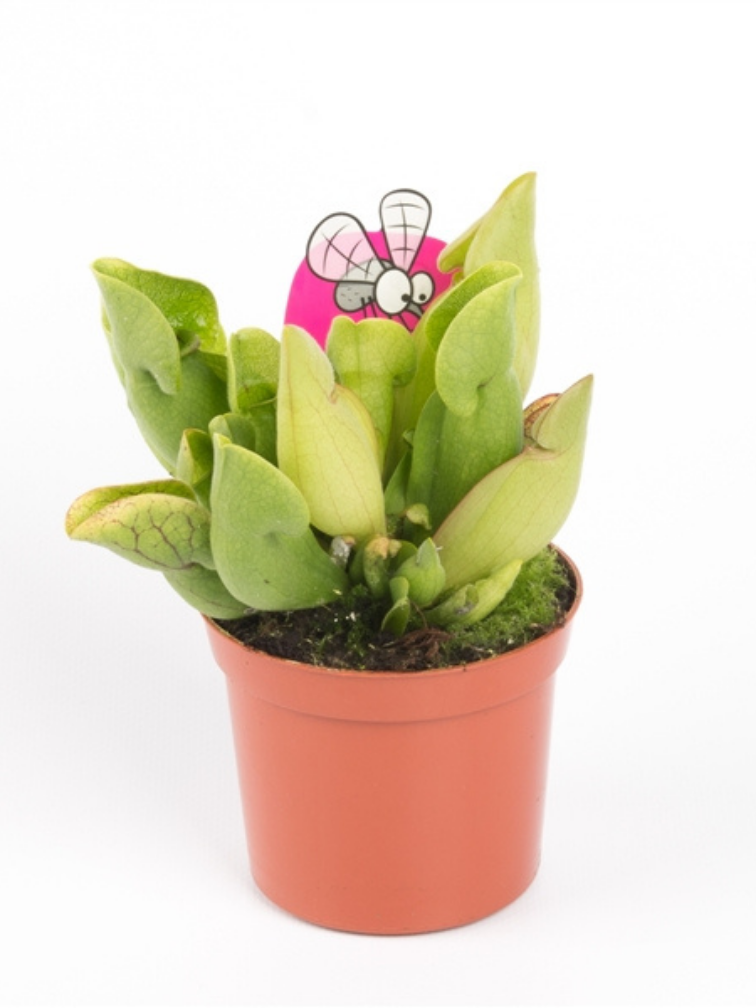 Trompetbekerplant 'Purpurea Venosa' | ø 8,5 cm x ↕ 10 cm