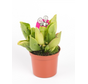 Trompetbekerplant 'Purpurea Venosa' | ø 8,5 cm x ↕ 10 cm