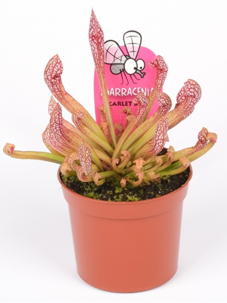 Trompetbekerplant "Scarlet Belle" - groot | ø 12 cm x ↕ 20 cm