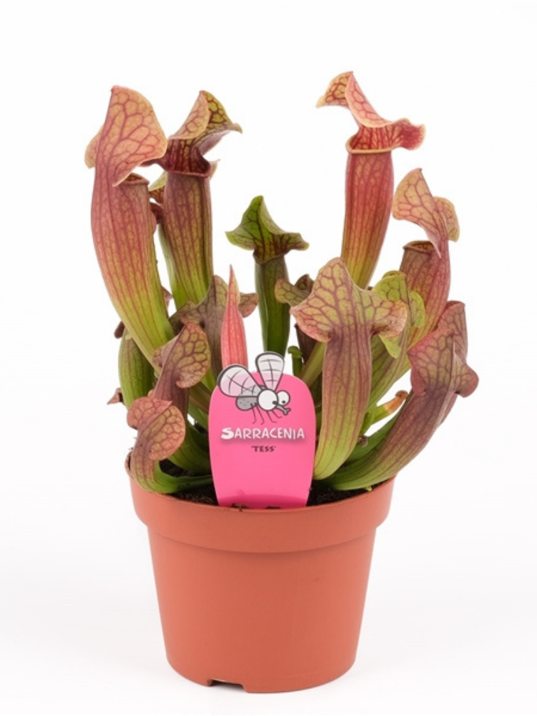 Trompetbekerplant "Tess" - groot | ø 12 cm x ↕ 20-25 cm