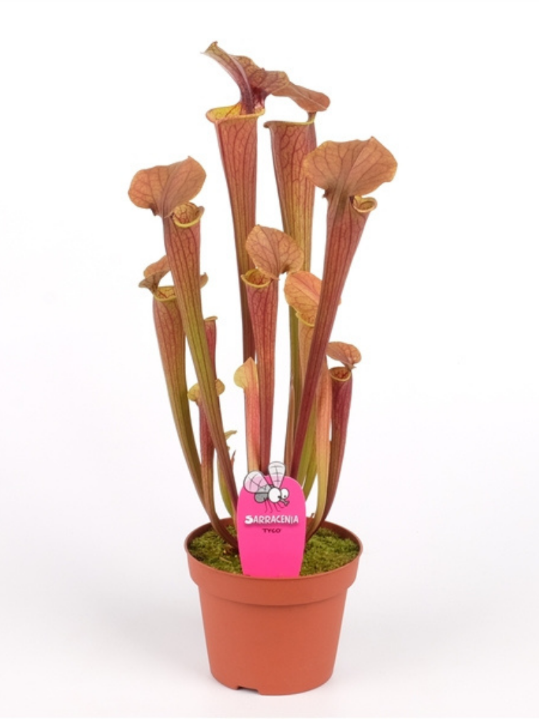 Trompetbekerplant "Tygo" - groot | ø 12 cm x ↕ 30-35 cm