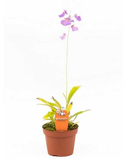 Blaasjeskruid "Longifolia"