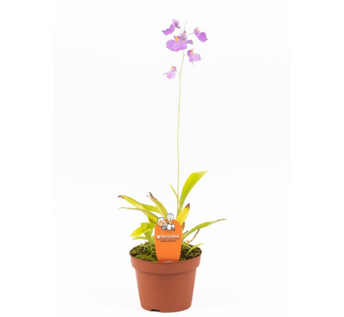 Blaasjeskruid "Longifolia"