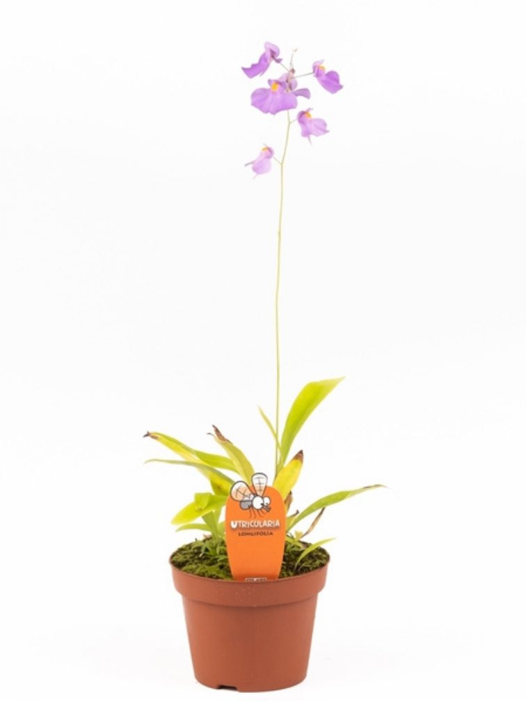 Blaasjeskruid "Longifolia"