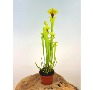 Trompetbekerplant "x Redneck" - groot | ø 12 cm x ↕ 25-35 cm