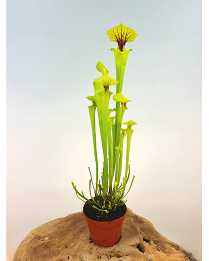 Trompetbekerplant "x Redneck" - groot | ø 12 cm x ↕ 25-35 cm