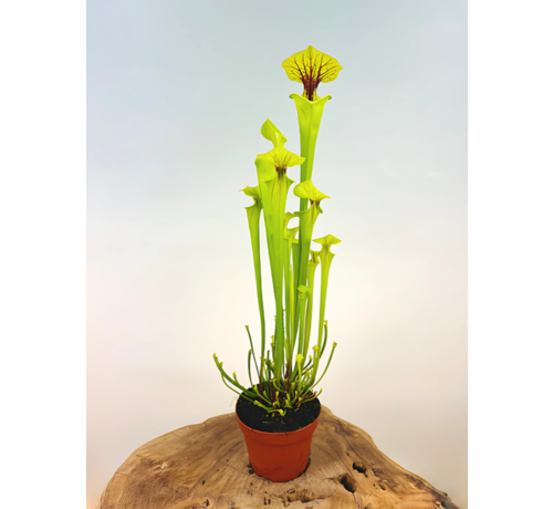 Trompetbekerplant "x Redneck" - groot | ø 12 cm x ↕ 25-35 cm