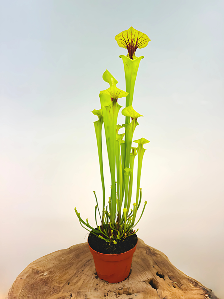 Trompetbekerplant "x Redneck" - groot | ø 12 cm x ↕ 25-35 cm