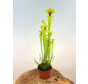 Trompetbekerplant "x Redneck" - groot | ø 12 cm x ↕ 25-35 cm