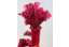 Top 20 vleesetende planten
