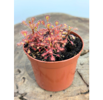 Zonnedauw "Madagascariensis" | ø 8,5 cm x ↕ 10 cm
