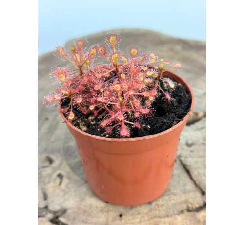 Zonnedauw "Madagascariensis" | ø 8,5 cm x ↕ 10 cm