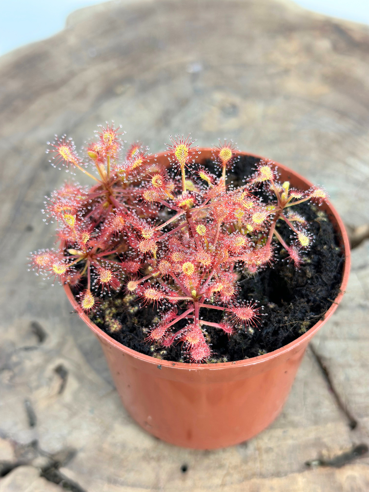 Zonnedauw "Madagascariensis" | ø 8,5 cm x ↕ 10 cm