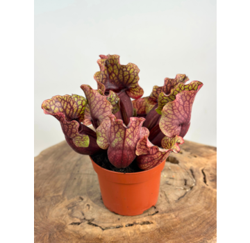 Trompetbekerplant "Venosa Rood" - groot | ø 12 cm x ↕ 10 cm