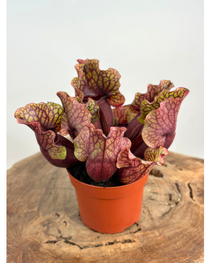 Trompetbekerplant "Venosa Rood" - groot | ø 12 cm x ↕ 10 cm