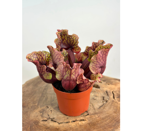 Trompetbekerplant "Venosa Rood" - groot | ø 12 cm x ↕ 10 cm