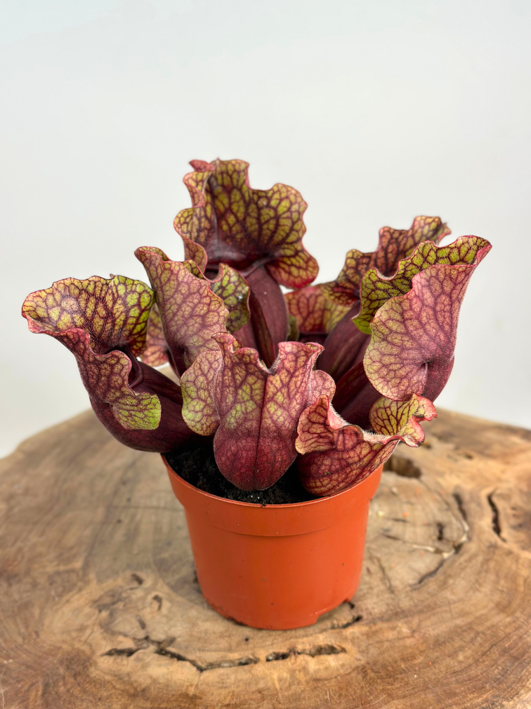 Trompetbekerplant "Venosa Rood" - groot | ø 12 cm x ↕ 10 cm