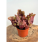 Trompetbekerplant "Venosa Rood" - groot | ø 12 cm x ↕ 10 cm