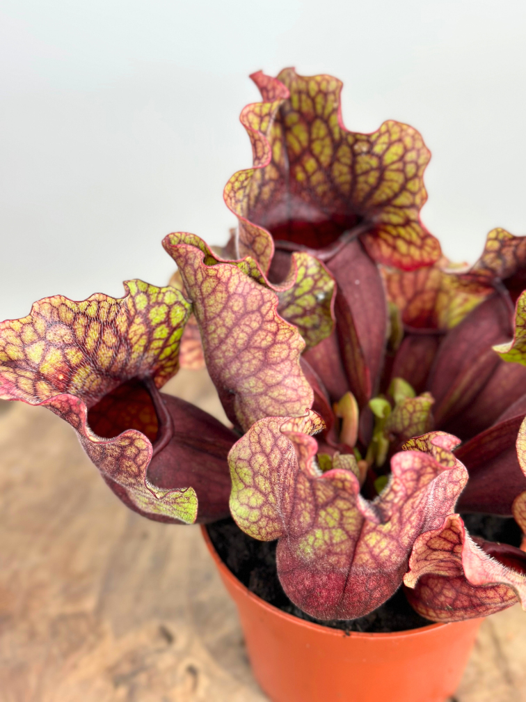 Trompetbekerplant "Venosa Rood" - groot | ø 12 cm x ↕ 10 cm