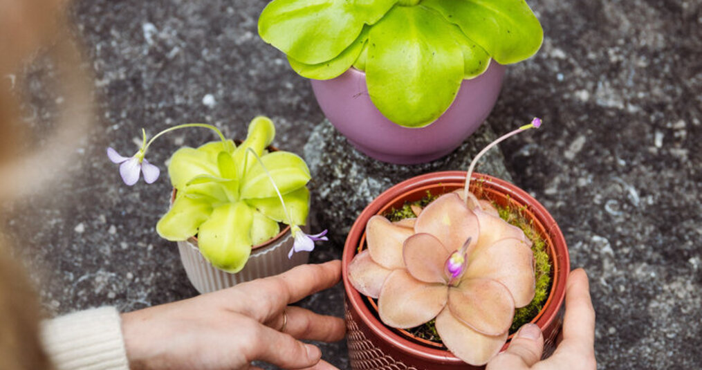 Waarom vangt mijn vleesetende plant geen insecten?